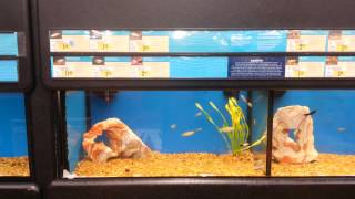PETCO fish for sale