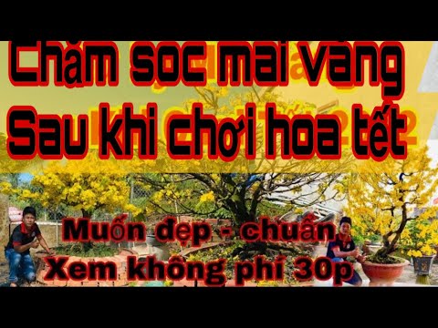 cham soc cho meo Update New cách chăm sóc mai vàng sau khi chơi tết