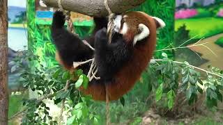 【red panda】Red Panda's daily parkour