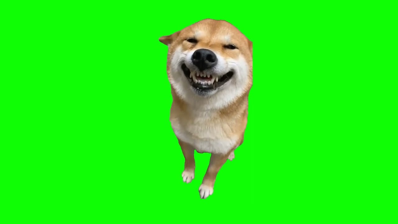 Chien qui rigole sur Fond Vert | meme