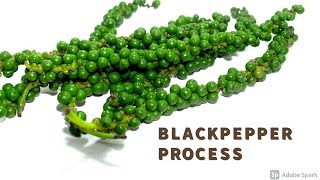 Black Pepper Processing Method, Pepper Threshing Machine,Yercaud