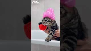 mon chat prend sa douche