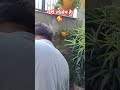 गार्डन की तरफ आते ही चिड़िया के बच्चें करते हैं मस्ती 😍#plants#gardeningideas#ytshorts