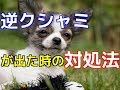 【愛犬のための知識】逆クシャミが出た時の対処法【犬を知る】