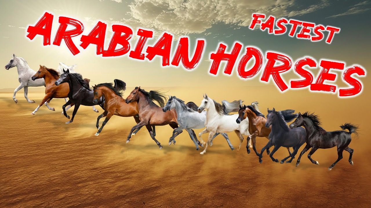 Top 10 Arabian Horse Types by Speed | Bloodlines | Arabian World