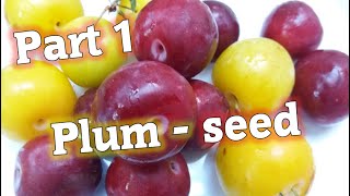 زراعة البرقوق من البذور 1 How To Grow Plum From Seed