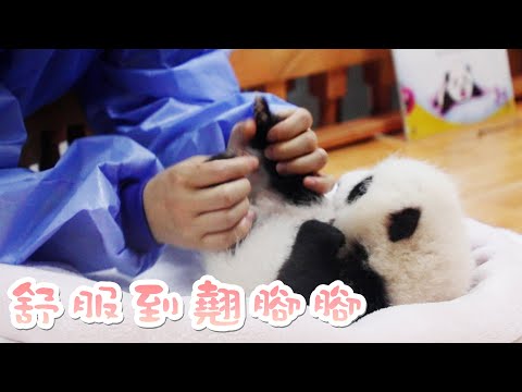《熊貓早晚安》熊貓寶寶舒服到翹腳腳“投降”了 | iPanda熊貓頻道