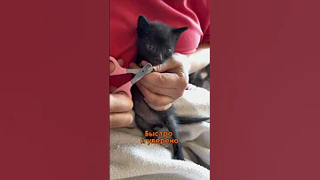 ✂️Как Подстричь Когти Кошке 🐈‍⬛ #груминг #cats
