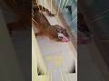 누구인가? 궁예 도마뱀 탄생!!(Leopard Geckos)