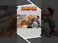 息子の食パンを丸ごと盗む #dog