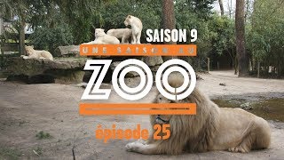 Une Saison au Zoo S9 - Ep25