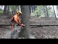 Chainsaw stihl MS 462 tree felling