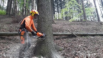Chainsaw stihl MS 462 tree felling