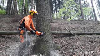 Chainsaw stihl MS 462 tree felling screenshot 4