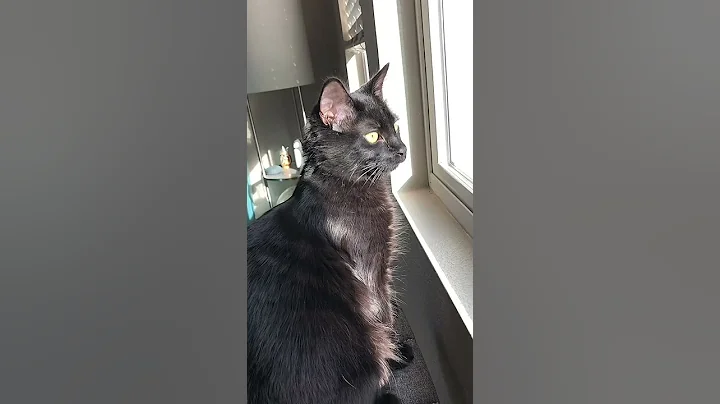 Video 4435211: draw cute baby cat, cute baby cat born, cat cute funny baby