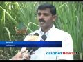 Summer results lower sugar cane
