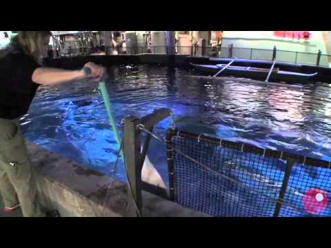 shedd-aquarium-shark-'feeding-tour'---behind-the-scenes