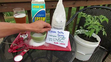 Jak často přisypáváte epsomskou sůl na rostliny rajčat?