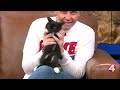 SPCA Monday: Owen the kitten up for adoption