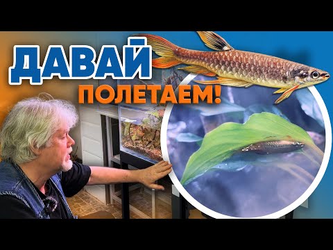 Аквариумные истории из ЭКЗОМЕНЮ (23.01.2026). Давай полетаем! #copellaarnoldi #breeding