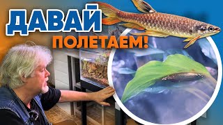 Аквариумные истории из ЭКЗОМЕНЮ (23.01.2026). Давай полетаем!