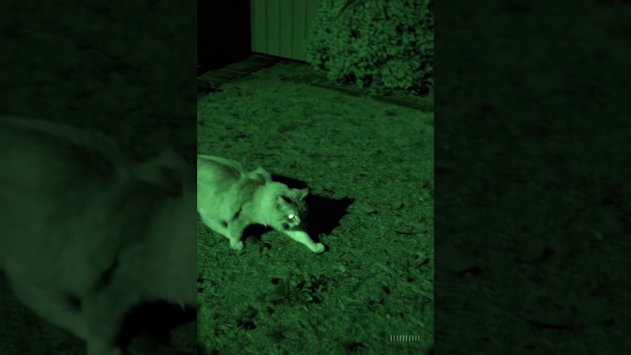 Security camera drama! 