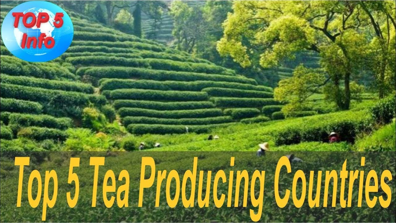 Top 5 Tea Producing Countries in the world 2017 YouTube