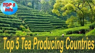 Top 5 Tea Producing Countries in the world 2017