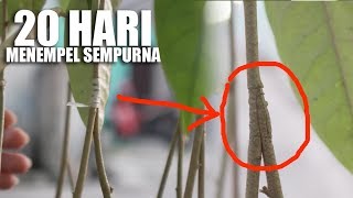 Hanya 20 Hari kaki ganda Anak Durian menempel sempurna by Kok Ka Lai