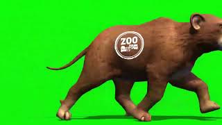 Green Screen Animals Running All Animals Green Screen Running Video Animals Zoo Stamped Video