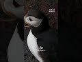 جزر ويستمان في آيسلندا.. موطن أحد أكبر تجمعات طيور البفن 🐧🌊