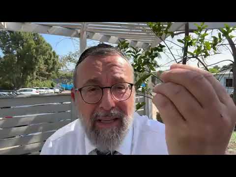 Rav Itshak Cohen :" JE SUIS LE SOLEIL ET TU ES MA LUNE "🌓