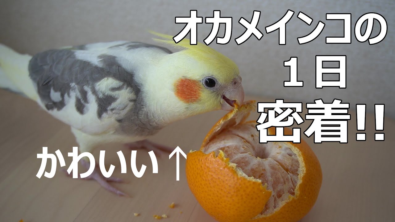 Yukkuri] A day in the life of a cockatiel! - YouTube