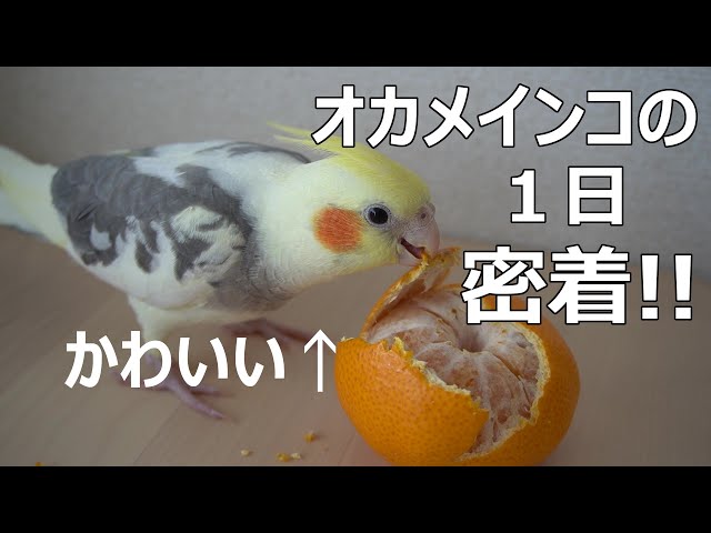 Yukkuri] A day in the life of a cockatiel! - YouTube