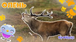 Олень 🦌 | ЦІКАВІ ФАКТИ ПРО ТВАРИН | ДІТЯМ ПРО ПРИРОДУ