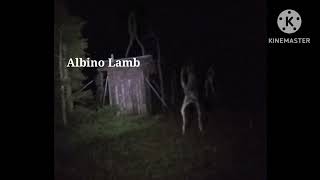 Albino Lamb Sounds