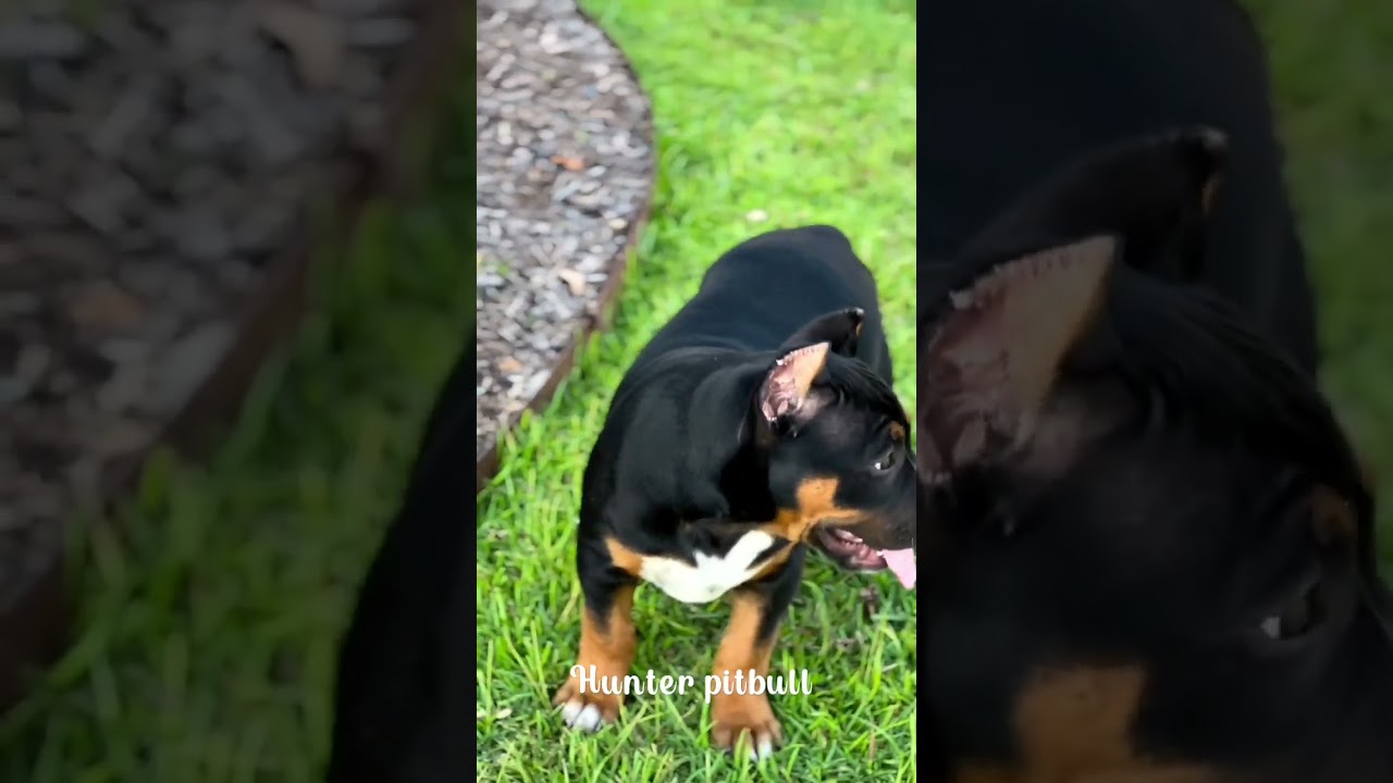 odd eyes pitbull / American bully /