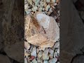 Sandstone vs Siltstone: Key Differences