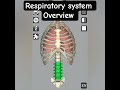 respiratory system overview #muscle #anatomy #nurse #trend #trending #physiotherapy #shortvideo