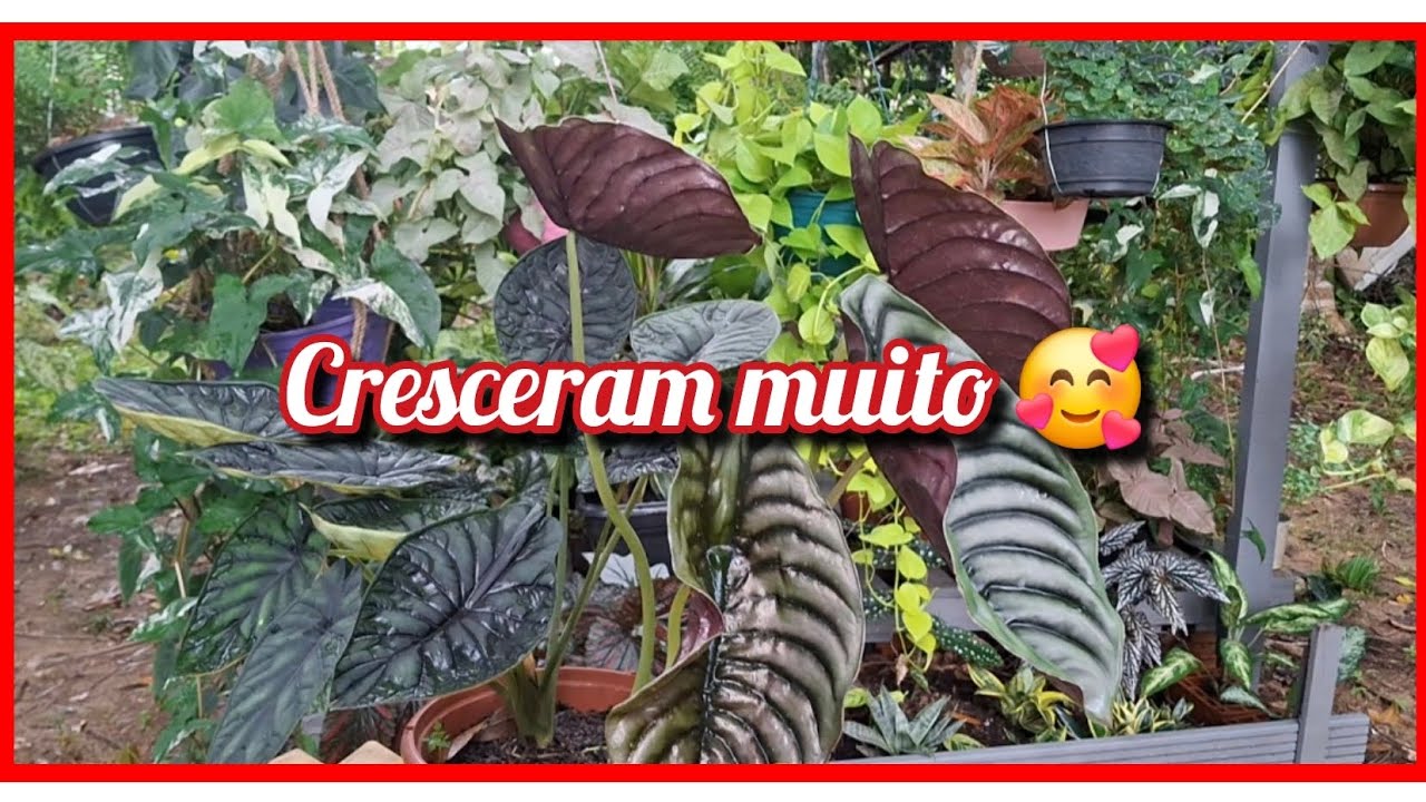 RETROSPECTIVA DE LINDAS PLANTAS CULTIVADAS NO MEU VIVEIRO 😍🤗