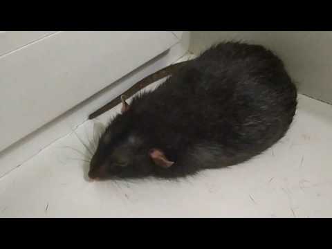 Видео: Выпадение волос у крыс