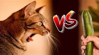 Celebrity Best Cats scared of cucumbers compilation 2017 Wealth