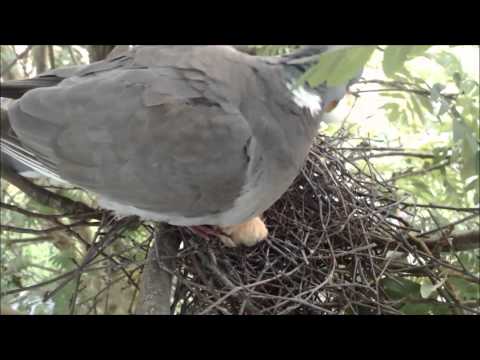 Woodpigeon removing egg shell from nest 17/6/2015