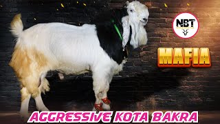 MAFAIA Aggressive Kota Bakea At Shiraz Goats
