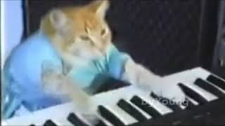 Gatos tocando Still D.R.E