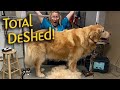 Learn to groom a golden retriever in less than an hour timelapse