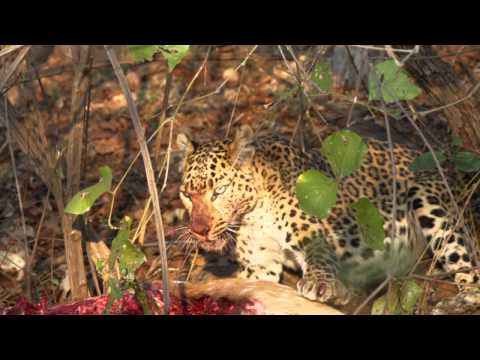 Video: Der Kult Der Leoparden - Alternative Ansicht