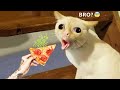 Funniest Animals - Best Of The 2022 Funny Animal Videos #3