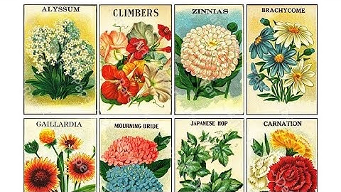 How to read a seed packet.