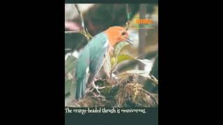 Download Lagu anis merah teler, badan bergoyang #shorts #anismerah #burunghutan MP3